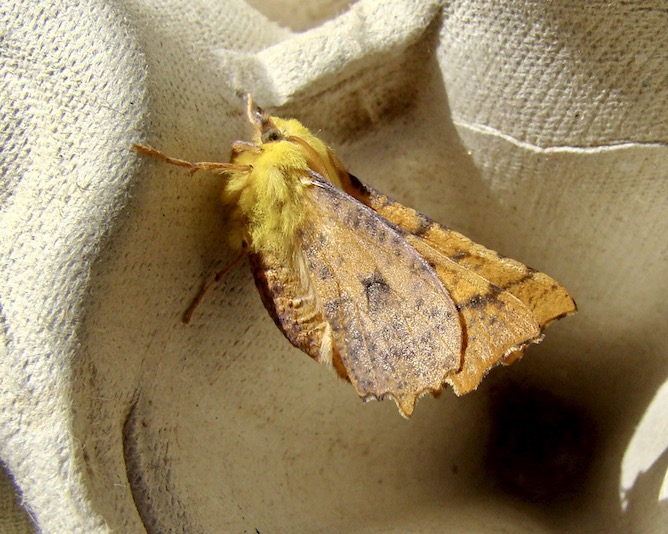 canary-shouldered thorn